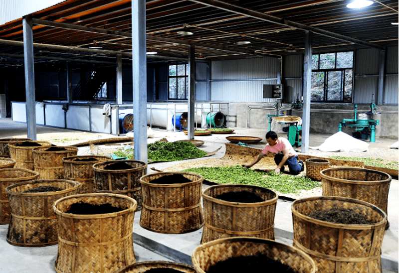 红茶加工的艺术与科学